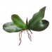 Home Decor Fake Plants Potted Artificial Orchid Leaves Stem Vines Garden Lawn   332681325325
